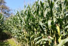 Die Maisabreife stets digital im Blick behalten