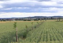 Agroforst: Wenn auf dem Acker Bäume wachsen