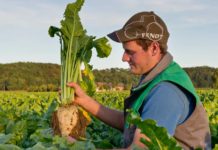 Bei Zuckerrübe jetzt rasch handeln