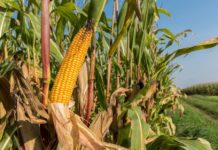 Mais-Sortenwahl mittels Silomais-Reifeindex