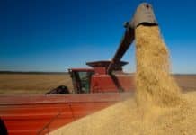 GVO-freier Soja: Gute Produktion bei verhaltener Nachfrage Sojaernte