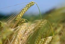 Saatbau korrigiert Braugerstenpreise 2022 Ähre Gerste