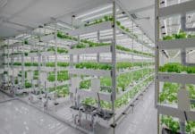 Spar Österreich bringt „vertikalen Salat“ ins Regal Vertical farm