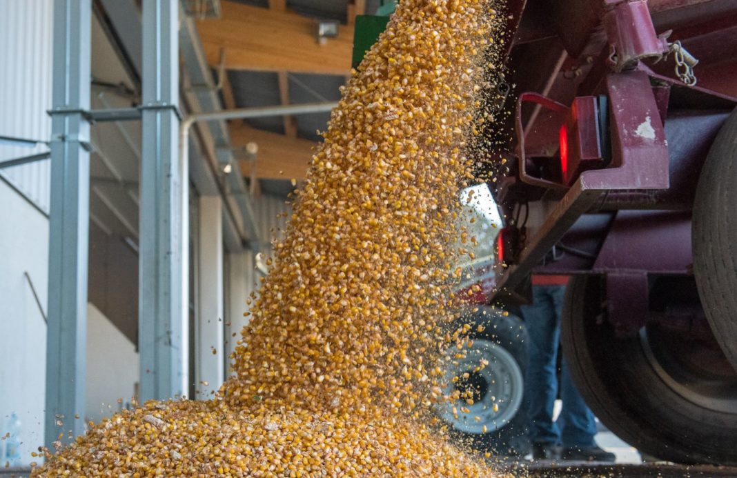 Körnermais abliefern