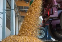 Deckungsbeiträge auch 2023 im Blick Körnermais abliefern