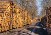 Teurer Kartellstreit für Waldbauern in NRW Holzpolter
