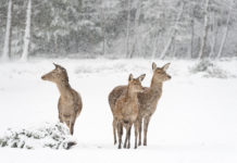 Wildschäden im Wald haben zugenommen