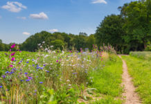 Kopfschütteln über Gewesslers Alleingang bei Biodiversitäts-Strategie