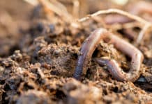 Boden: Fläche gesunken, Humusgehalt gestiegen