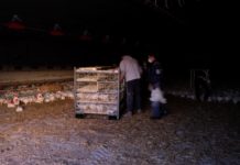 Vorfall in Steirischem Geflügel-Betrieb hat Konsequenzen