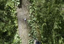 Mit Hunden gegen Borkenkäfer