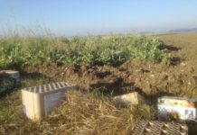 Breite Allianz gegen Silvesterknallerei