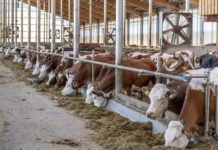 Rinder-Bestandsmeldung per App direkt an eAMA