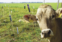 Silvester: Rücksichtnahme auf Tiere und Umwelt