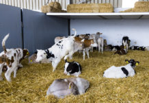 Ein Plus für Landwirte, Tiere und Konsumenten