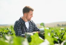 Rübenkontrakte: Letzter Aufruf Mann in Rübenbestand