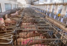 DBV sieht Standort Deutschland in Gefahr Sauen im Deckzentrum