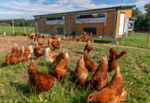 Bis zu 1.600 Euro Prämie je Betrieb Legehennen in Mobilhaltung