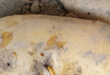 Der Drahtwurm gefährdet den Erdäpfelanbau in Österreich