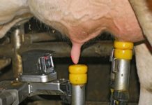 Länger melken kann Vorteile bringen