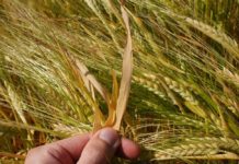 Sommergetreide zum Anbau 2023: Die besten Sorten