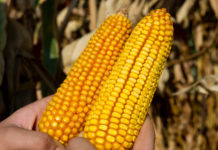 Mais: Mit gezielter Sortenwahl zu besten Erträgen