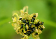 Das rettet keine Biene und keinen Bauern