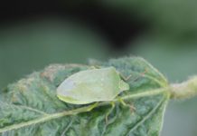 Grüne Reiswanze ab sofort unter Beobachtung