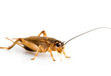 Hausgrille und Larven künftig im Essen erlaubt