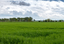 Erhöhte Ansprüche an den Pflanzenschutz