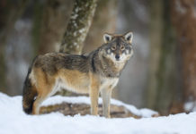 Großraubtiere: Neue Gutachten beleuchten rechtliche Grenzen