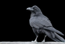 In Kärnten dürfen Raben weiter bejagt werden