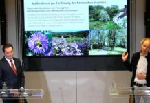 Stabile Insektenpopulation in Österreich