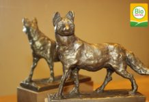 Bio-Fuchs: Gewinner stehen fest