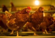 Geflügelpest erfordert einmal mehr Stallpflicht