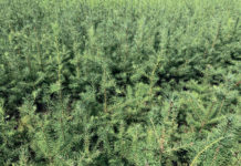 Forst Hydro-Gel: Die geniale Lösung gegen Trockenstress bei Aufforstungen