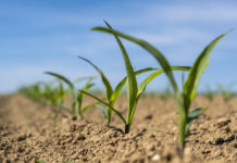 Mais auf großem Fuß