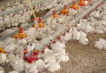 Nach Kontrollen in Geflügelmast: Ergebnisse bislang unauffällig