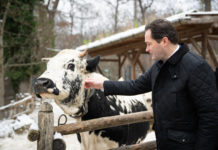 Schirmherr für gefährdete Rasse