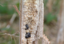 Sclerotinia: Warnung für Raps, Sonnenblume und Sojabohne