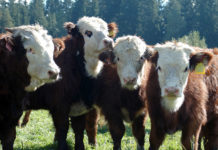 Die Welt braucht Nutztierhaltung