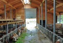 Rinderzüchter werden weniger