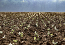 Erbsenzählerei: So wirtschaftlich sind Körnerleguminosen