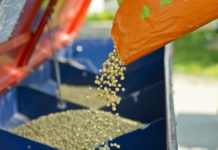 Soja braucht den „zweiten Stich“