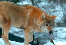 Kärnten nützt mit seiner Wolfsverordnung den rechtlichen Spielraum maximal aus