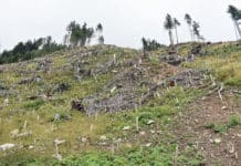 4,3 Millionen Euro gegen den Borkenkäfer