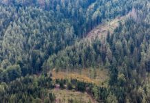 ÖBf-Waldbilanz: Forst auch 2022 unter Druck