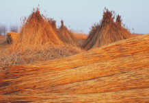 Schilfschneider haben jetzt Hochsaison