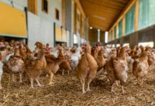 Vogelgrippe rückt näher: Es gibt wieder Stallpflicht