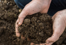 Milliarden kleiner Helfer im Boden leisten Vieles